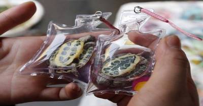 Live Animals Are Being Stuck Inside Tiny Plastic Keychains In China And Sold As Jewelry