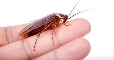 This May Sound Gross, But Cockroach Milk Could Be The Superfood Of The Future