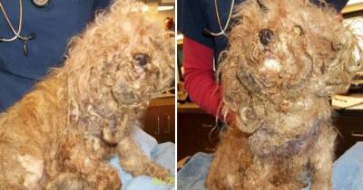 Amazing Recovery Of Dog Whose Ungroomed Fur Caused His Legs To Fall Off