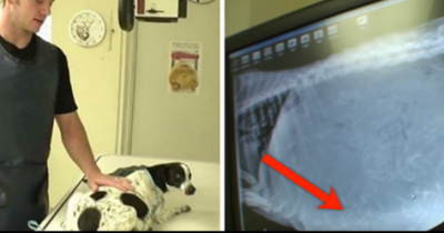 They Were About To Put This Dog Down. But What They Find In Her X-Ray? I Can&rsquo;t Believe It!