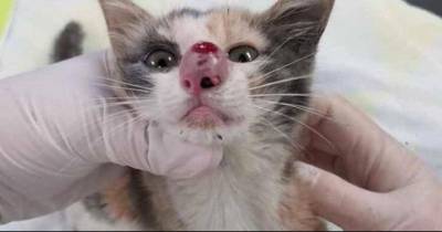 The Vet Removes Something Gigantic From This Baby Kitten&rsquo;s Nose, Making Everyone Feel Sick