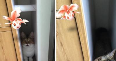 People Are Posting Proof That Pets Can See Pok&egrave;mon Go And The Evidence Is More Than Convincing