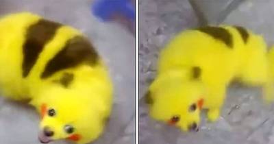 This Pokemon Go Fan Dyed Their Puppy To Make It Look Like A Pikachu And People Aren't Happy
