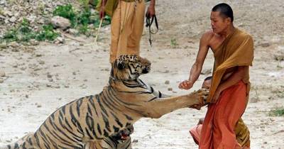 13 Horrifying Images Of Animals Attacking Humans