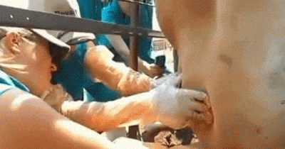 Cow Has The Worlds Largest Pimple. Now Watch What Happens When The Farmer Pops It. OMG!