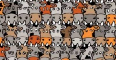 Can You Find The Dog Hidden Among The Cows? Most People Can't.