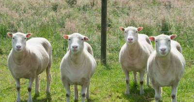 British Scientists Made 4 Clones Of Dolly The Sheep &mdash; Here's What Happened To Them All