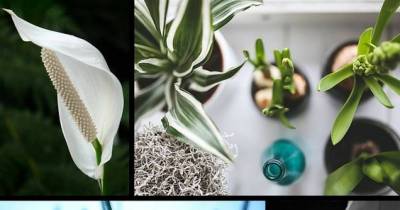 These Plants Are Oxygen Bombs &ndash; Have At Least One Of Them To Clean The Air At Your Home!
