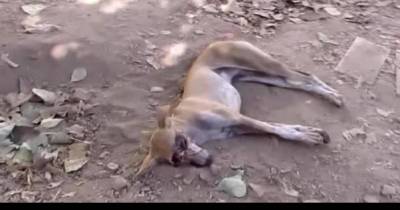 The Men Rushed Into The Garden To Help The Dying Dog. Then Something Unexpected Happened.