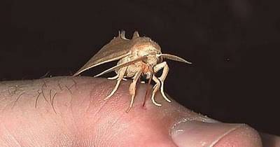 If You Ever See This Moth On You, Drop Everything And Get It Off Immediately. Seriously.