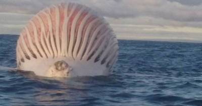 What The Heck Was This Smelly Pink Blob Floating In The Indian Ocean?