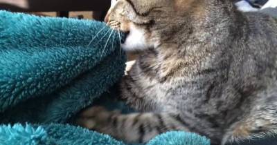 5 Reasons Why Cats Nurse On Blankets Or Clothing