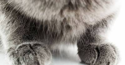 5 Sane Alternatives To Having Your Cat Declawed