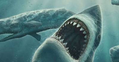 Megalodon: The Most Controversial Shark In The World