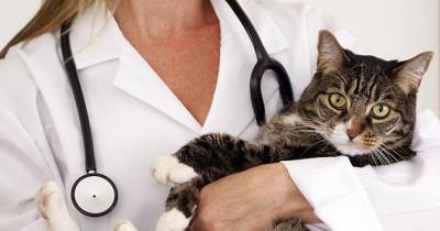 Cat Vaccinations: 8 Things To Consider