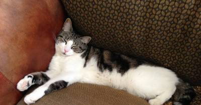 Does Your Cat Pee On The Sofa Or Bed? Here&rsquo;s Why