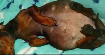 A Pregnant Dachshund Is Paralyzed And The Only Way She Could Give Birth Was Via A $3000 C-Section