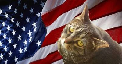 6 Reasons A Cat Would Make An Excellent U.S. President