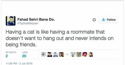 Hilarious Tweets About Cats That Are Too Real For Cat Owners