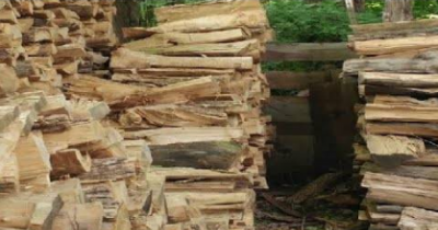 There's A Cat Hiding Somewhere In These Logs But Not Everyone Spots It - Can You?