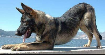 8 Terrifying Stories Of Pets Who Turned On Their Owners