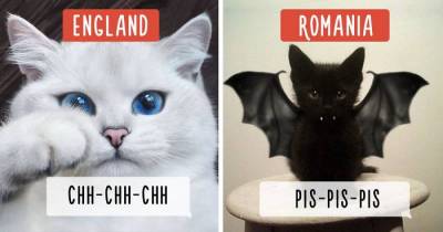 The Different Ways People Call Cats In Different Countries