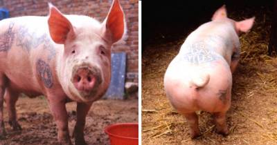 Man Tattoos Pigs And Sells Them For A Ton