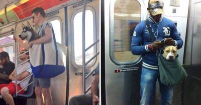 NYC Subway Only Lets Dogs Ride If They're In A Carrier, So These Owners Got Creative
