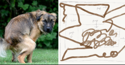 Man Describes Tragic &lsquo;Poopocalypse&rsquo; When A Roomba Crossed A Dog Sh*t