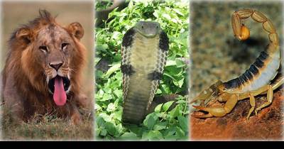 These Are The 10 Deadliest Animals In The World.
