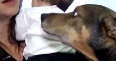 As This Dog Noticed That The Baby Wasn&rsquo;t Breathing Anymore, He Resorted To Extraordinary Measures.