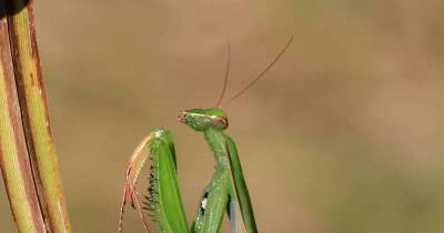 Insects: What Omnibus Or Auspicious Meaning Do They Have When You See One...
