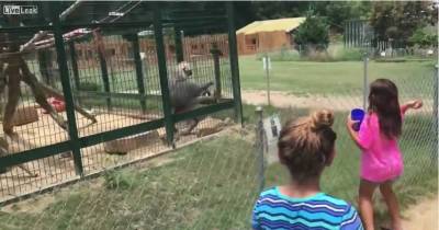 Kids Learn The Hard Way Why You Shouldn't Taunt Monkeys At The Zoo