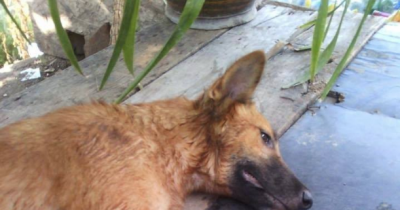 Man Takes Revenge In The Worst Way When He Finds Out This Dog Chewed Through One Of His Shoes