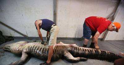 They Caught A World Record Alligator And Cut Open Its Stomach