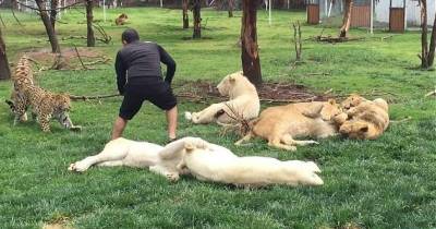 Tiger Saves Zookeeper At The Last Second From Becoming A Leopard&rsquo;s Dinner