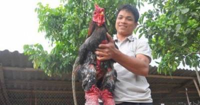 Roid Rage Chicken? KFC Can't Wait To Get Their Hands On These!