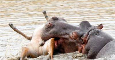 Hippo Plays With Carcass Of Impala Which Strayed Into His Territory
