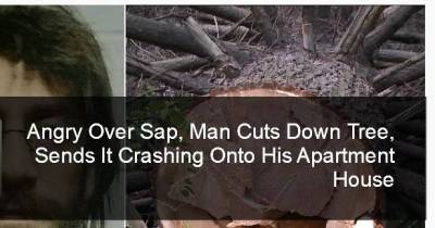 Pennsylvania Man Jailed After Cutting Down Sappy Tree