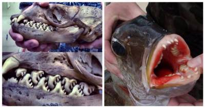 Creepy Facts About Nature That&rsquo;ll Haunt Your Nightmares