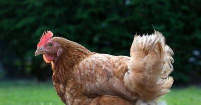 Gigoo Has More Money Than Most People! Oh And Gigoo Is A Hen!