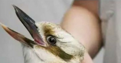 Do You See A Sad Bunny Or A Smiling Bird?