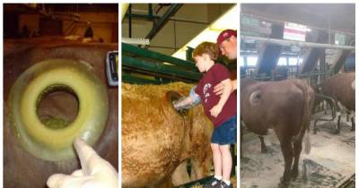 You Can Now Touch The Insides Of A Cow Through Holes Made In Its Stomach!