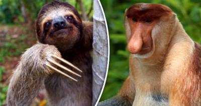 The Absolute Dumbest Animals Ever