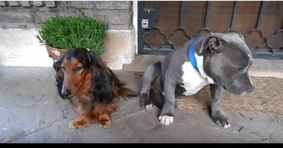 Funny Video Captures The Moment Two Guilty Dogs Can&rsquo;t Hide Their Remorse...