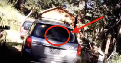 These People Were Terrified When They Discovered A Bear Had Found A Way Into Their Car