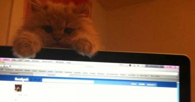 These 30 Pets Want You To Get Off Of That Computer Right NOW