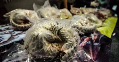 Indonesian Man Arrested As 657 Pangolins Found Dead In Freezers