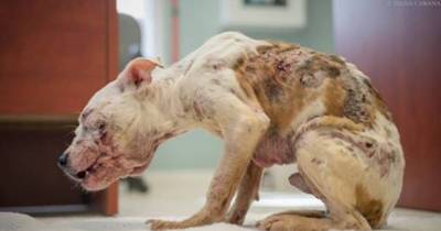 The Nurses Can&rsquo;t Stop Him And It&rsquo;s Only When He Begins To Bleed That He Stops Wagging His Tail