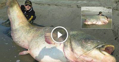 River Monster: This Giant Catfish Can Even Swallow A Man And It Was Caught Using Only A Fishing Rod